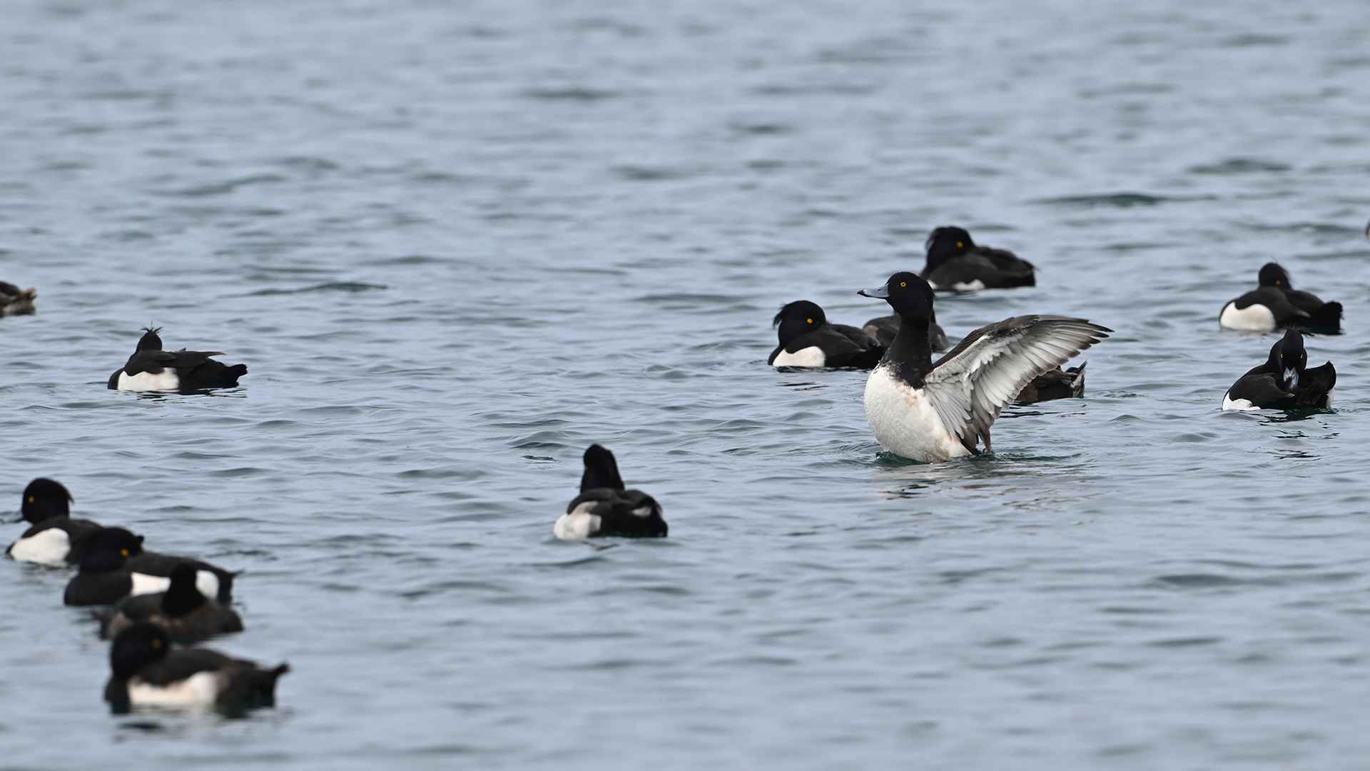 Tufted Duck